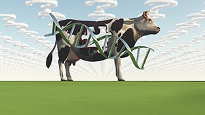 breeding_cow_blog.jpg