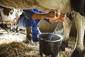 cow_milking_blog.jpg